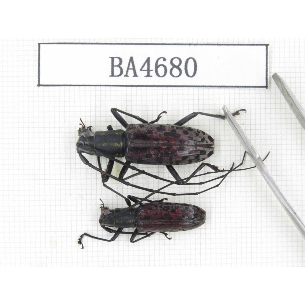 Cerambycidae sp. China, Yunnan, Dehong, Longchuan county. 2Pcs. BA4680.