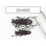 Cerambycidae sp. China, Yunnan, Dehong, Longchuan county. 2Pcs. BA4680.