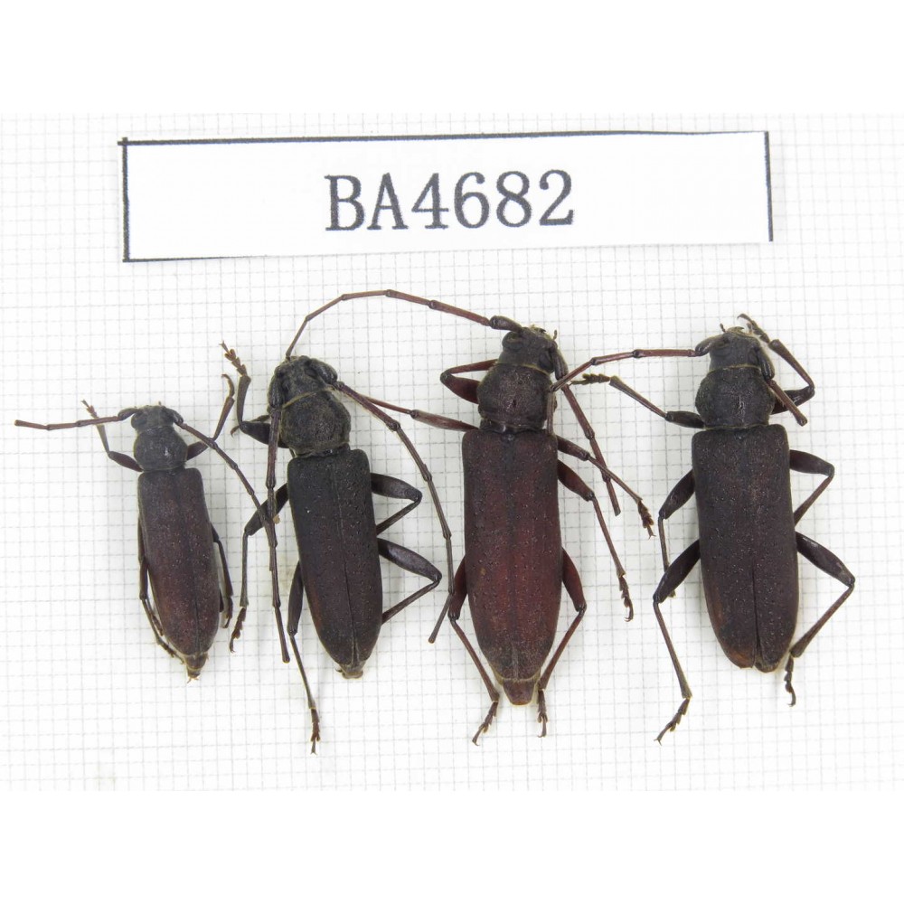 Cerambycidae sp. China, Yunnan, Dehong, Longchuan county. 4Pcs. BA4682.