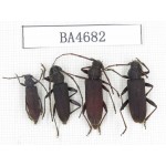 Cerambycidae sp. China, Yunnan, Dehong, Longchuan county. 4Pcs. BA4682.