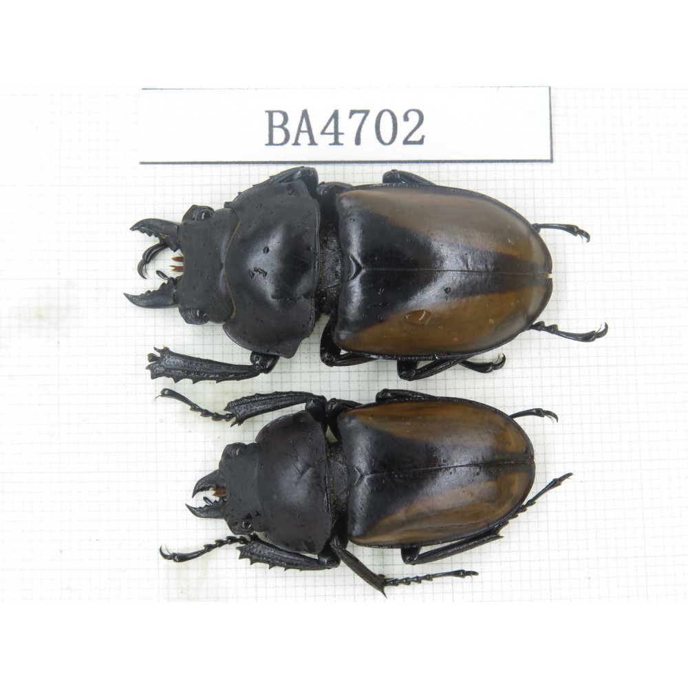 Neolucanus sp. China, Yunnan, Tengchong. 2M. BA4702.