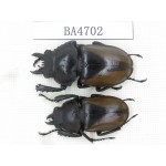 Neolucanus sp. China, Yunnan, Tengchong. 2M. BA4702.