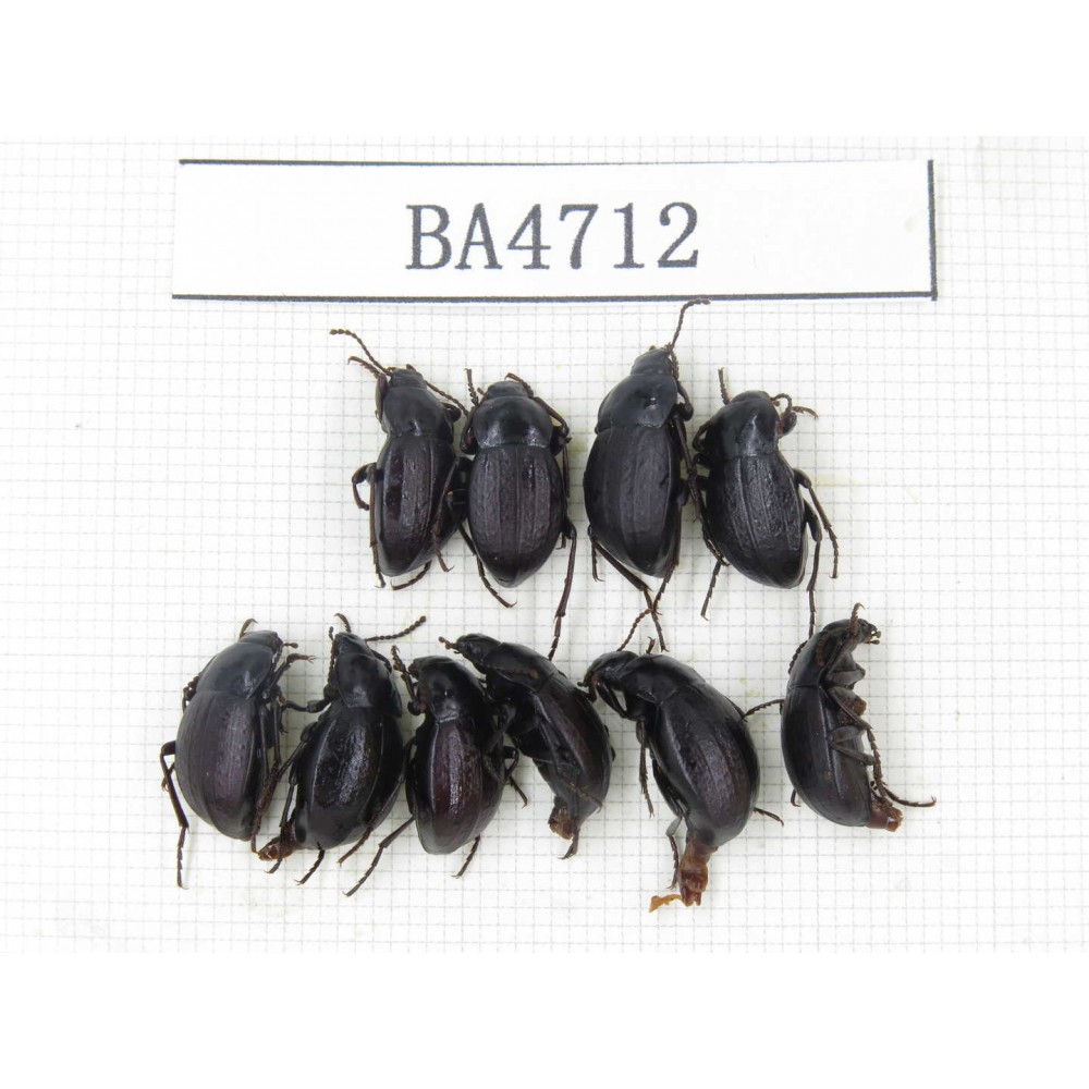 Tenebrionidae sp. China, Yunnan, Xiangerila, Mt.Baimaxueshan. 10Pcs. BA4712.