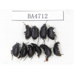 Tenebrionidae sp. China, Yunnan, Xiangerila, Mt.Baimaxueshan. 10Pcs. BA4712.