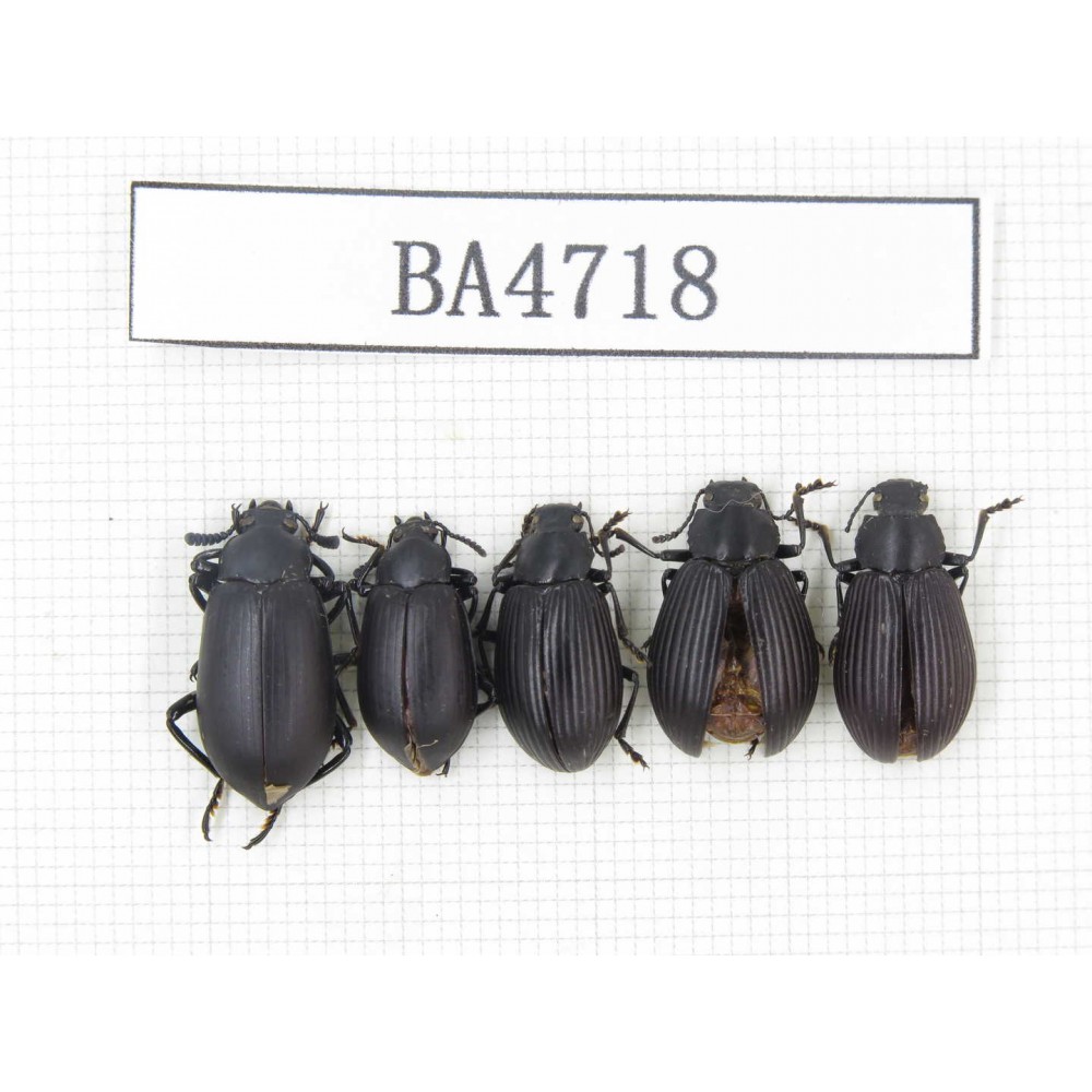 Tenebrionidae sp. China, Yunnan, Xishuangbanna, Mengla county. 5Pcs. BA4718.