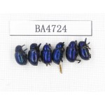Coleoptera sp. China, Yunnan, Chuxiong, N of Mt.Ailaoshan. 6Pcs. BA4724.