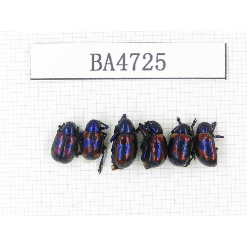 Coleoptera sp. China, Yunnan, Chuxiong, N of Mt.Ailaoshan. 6Pcs. BA4725.