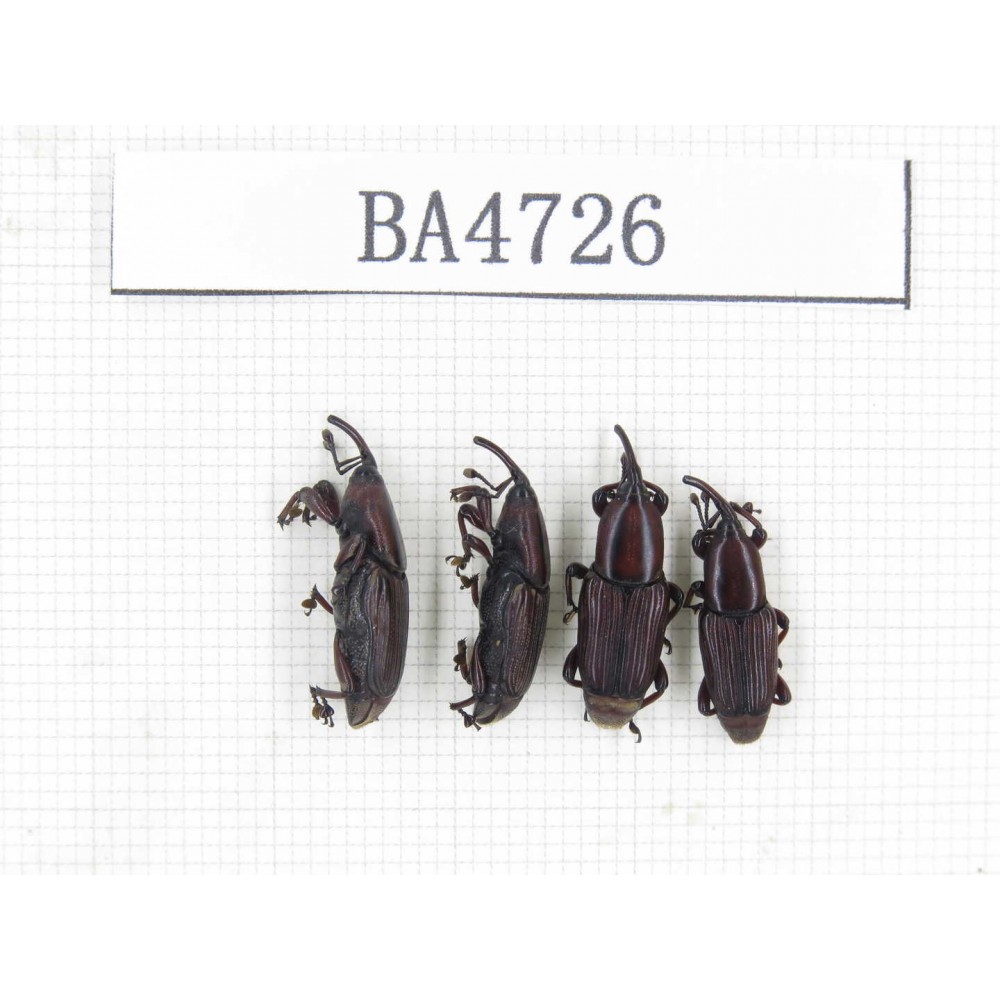 Curculionidae sp. China, Yunnan, Chuxiong, N of Mt.Ailaoshan. 4Pcs. BA4726.