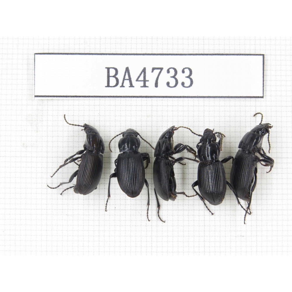 Tenebrionidae sp. China, Yunnan, Lijiang, Mt.Yulongxueshan. 5Pcs. BA4733.
