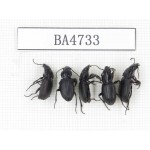 Tenebrionidae sp. China, Yunnan, Lijiang, Mt.Yulongxueshan. 5Pcs. BA4733.
