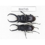Prosopocoilus sp.  China, Guangdong, Mt.Nanling. 2M. BA4745.