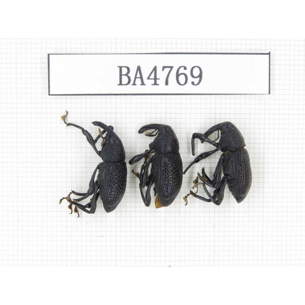 Curculionidae sp. Indonesia, Yapen Island. 3Pcs. BA4769.