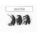 Curculionidae sp. Indonesia, Yapen Island. 3Pcs. BA4769.