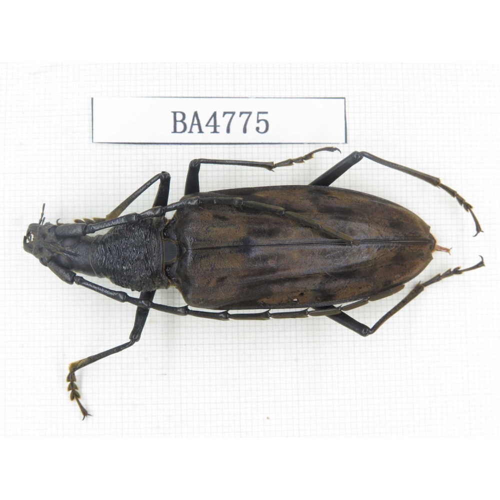 Cerambycidae sp. Indonesia, Yapen Island. 1Pcs. BA4775.