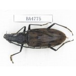Cerambycidae sp. Indonesia, Yapen Island. 1Pcs. BA4775.