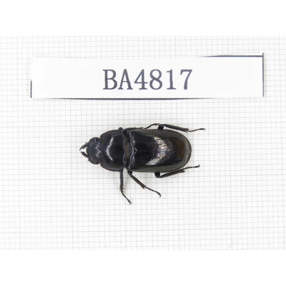 Dorcus sp. China, Tibet, Linzhi, Motuo county. 1F. BA4817.