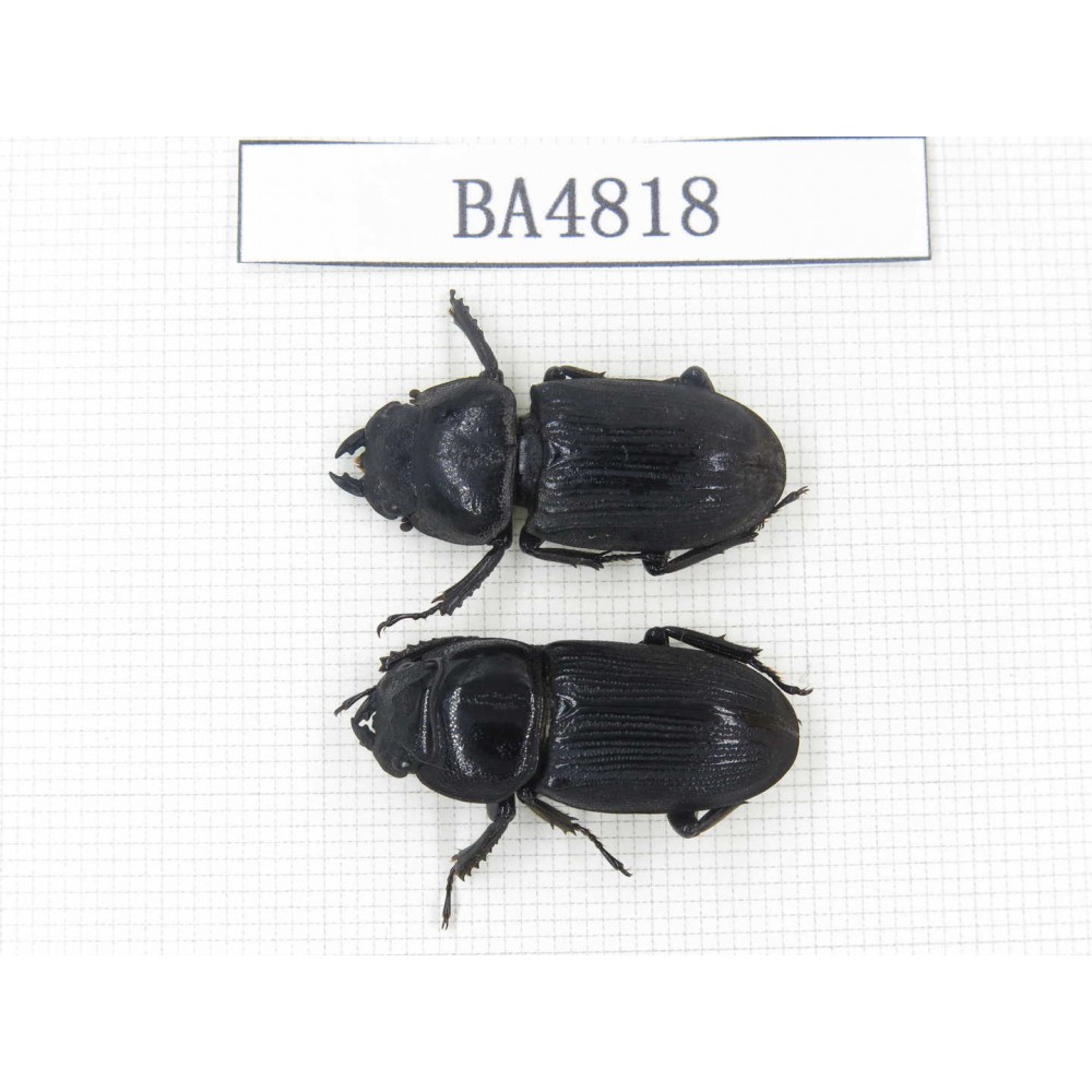 Dorcus sp. China, Tibet, Linzhi, Motuo county. 2F. BA4818.