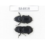 Dorcus sp. China, Tibet, Linzhi, Motuo county. 2F. BA4818.