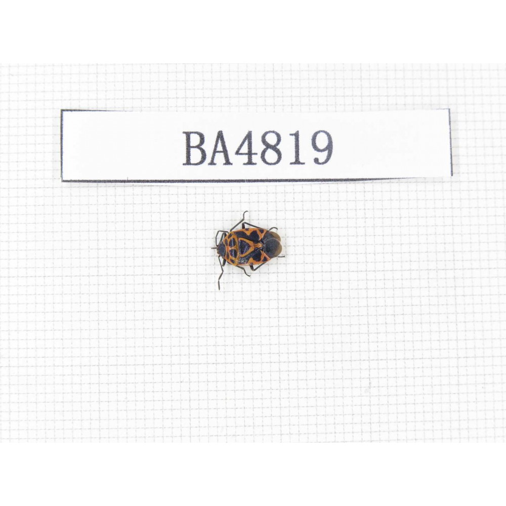 Hemiptera sp. China, Tibet, Linzhi, Chayu county. 1Pcs. BA4819.