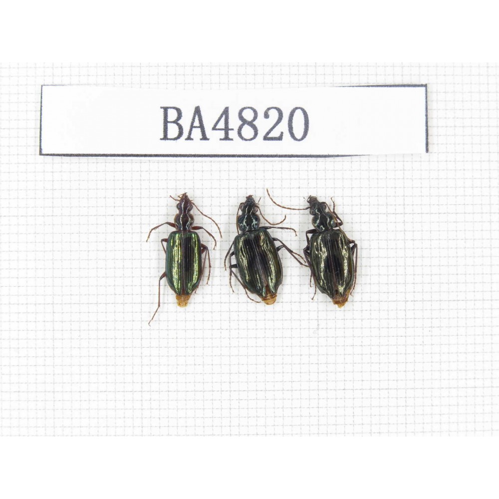 Carabidae sp. China, Tibet, Linzhi, Chayu county. 3Pcs. BA4820.