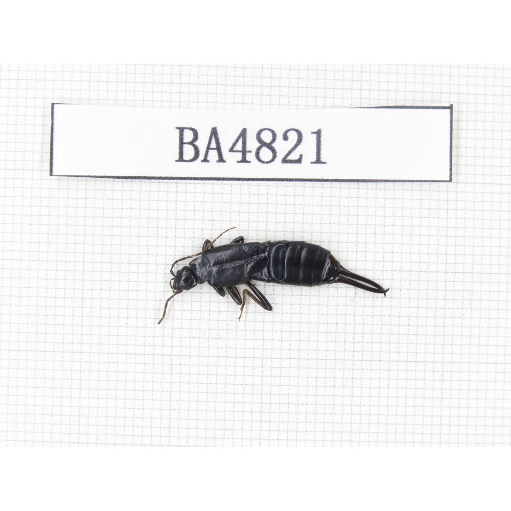 Dermaptera sp. China, Tibet, Linzhi, Chayu county. 1Pcs. BA4821.