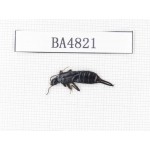 Dermaptera sp. China, Tibet, Linzhi, Chayu county. 1Pcs. BA4821.
