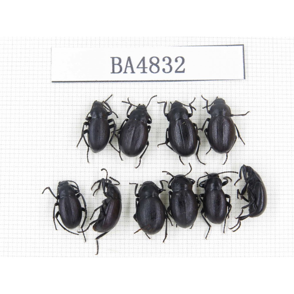 Tenebrionidae sp. China, Tibet, Linzhi, Mt.Serkyla. 10Pcs. BA4832.