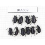 Tenebrionidae sp. China, Tibet, Linzhi, Mt.Serkyla. 10Pcs. BA4832.