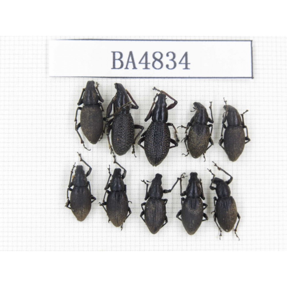 Tenebrionidae sp. China, Tibet, Linzhi, Bomi county. 10Pcs. BA4834.