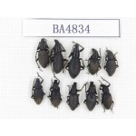 Tenebrionidae sp. China, Tibet, Linzhi, Bomi county. 10Pcs. BA4834.