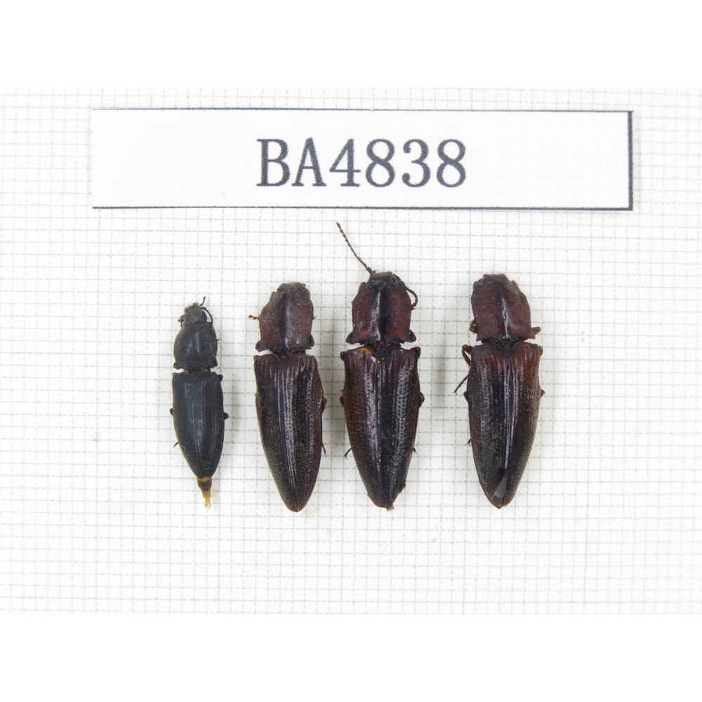 Elateridae sp. China, Tibet, Linzhi, Bomi county. 4Pcs. BA4838.