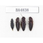 Elateridae sp. China, Tibet, Linzhi, Bomi county. 4Pcs. BA4838.