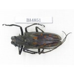 Cerambycidae sp. China, Tibet, Linzhi, Bomi county. 1Pcs. BA4851.