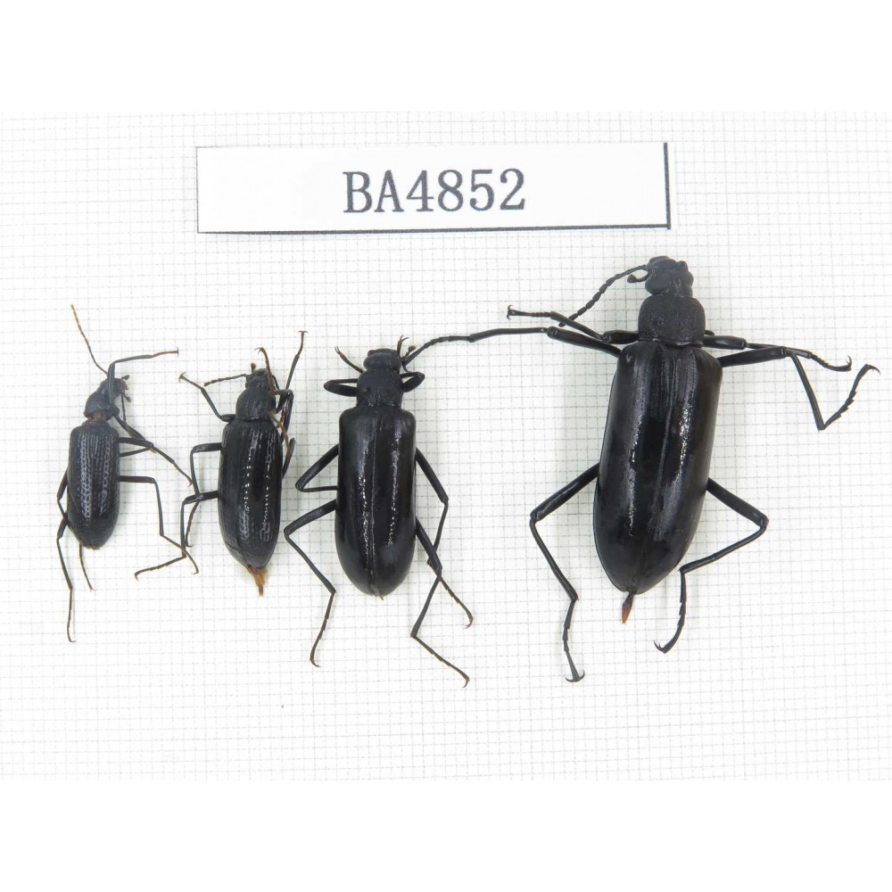 Tenebrionidae sp. China, Tibet, Linzhi, Bomi county. 4Pcs. BA4852.