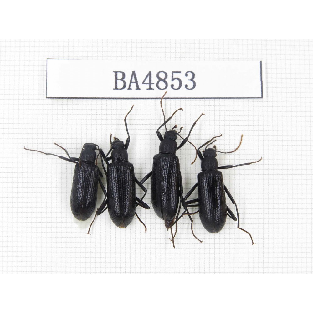 Tenebrionidae sp. China, Tibet, Linzhi, Bomi county. 4Pcs. BA4853.