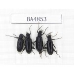Tenebrionidae sp. China, Tibet, Linzhi, Bomi county. 4Pcs. BA4853.