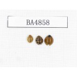 Coleoptera sp. China, Tibet, Linzhi, Motuo county. 3Pcs. BA4858.