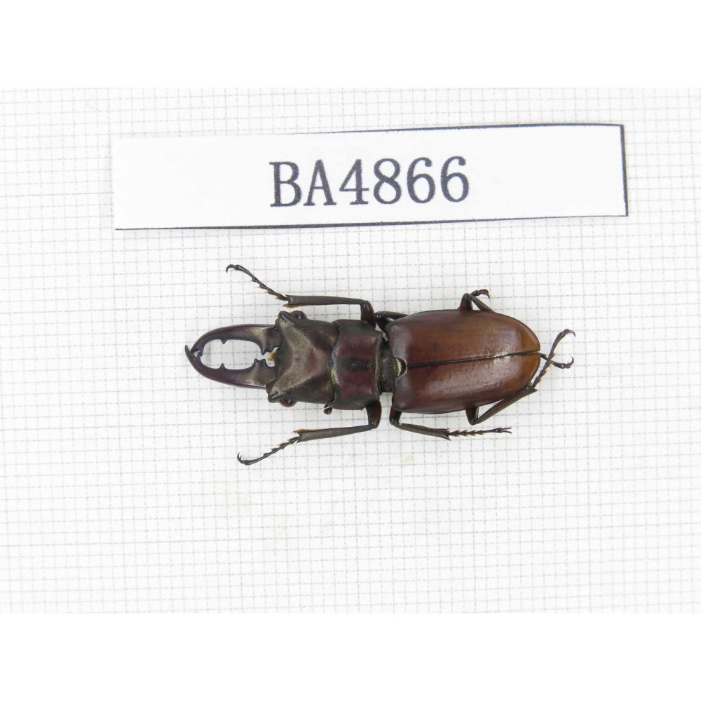 Cyclommathus sp. Myanmar, Kechin area, Nanse. 1M. BA4866.