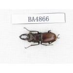 Cyclommathus sp. Myanmar, Kechin area, Nanse. 1M. BA4866.