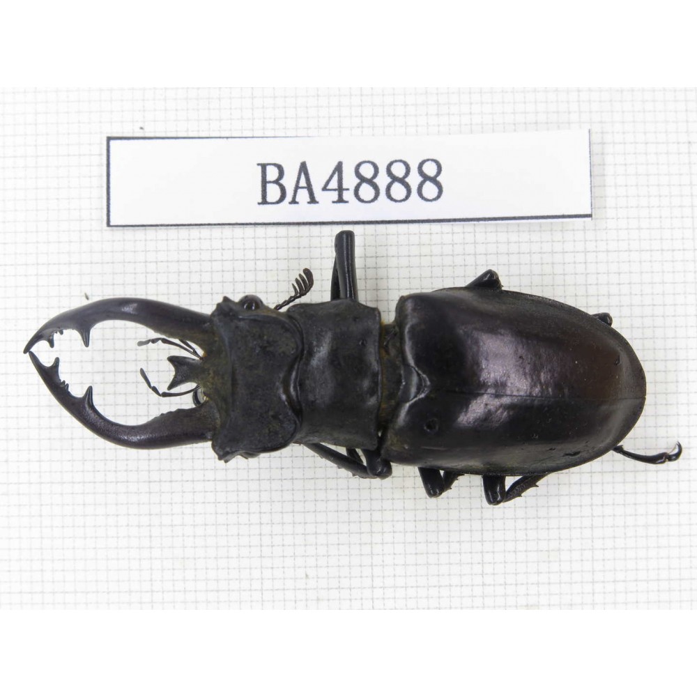 Lucanus tibetanus ssp. Myanmar, Kechin, Nanse. 1M. BA4888.