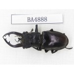 Lucanus tibetanus ssp. Myanmar, Kechin, Nanse. 1M. BA4888.