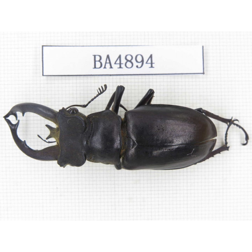 Lucanus fryi. Myanmar, Kechin, Nanse. 1M. BA4894.