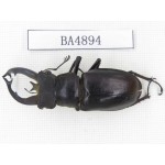 Lucanus fryi. Myanmar, Kechin, Nanse. 1M. BA4894.