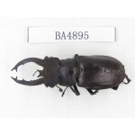 Lucanus fryi. Myanmar, Kechin, Nanse. 1M. BA4895.