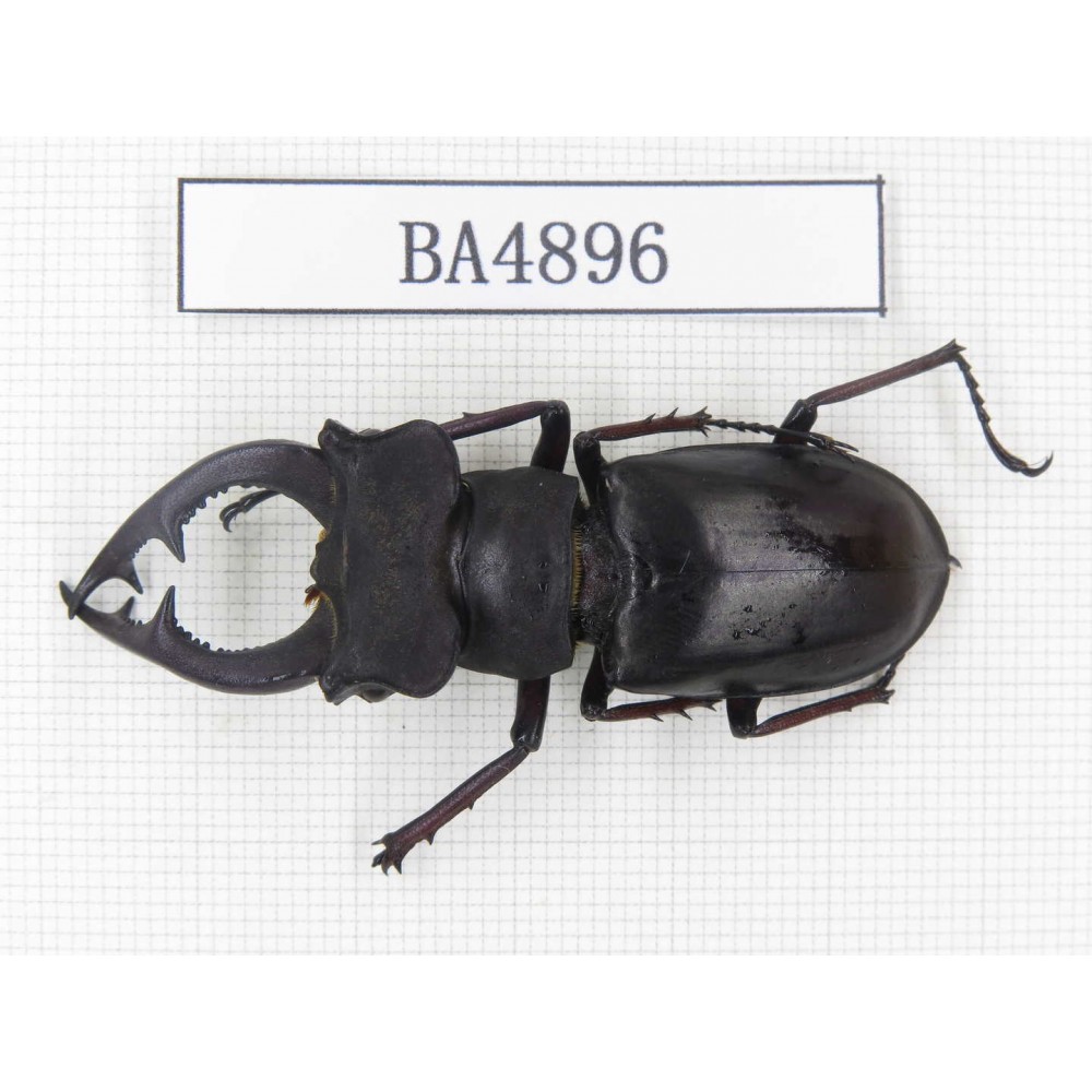 Lucanus prossi. Myanmar, Kechin, Nanse. 1M. BA4896.