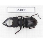 Lucanus prossi. Myanmar, Kechin, Nanse. 1M. BA4896.