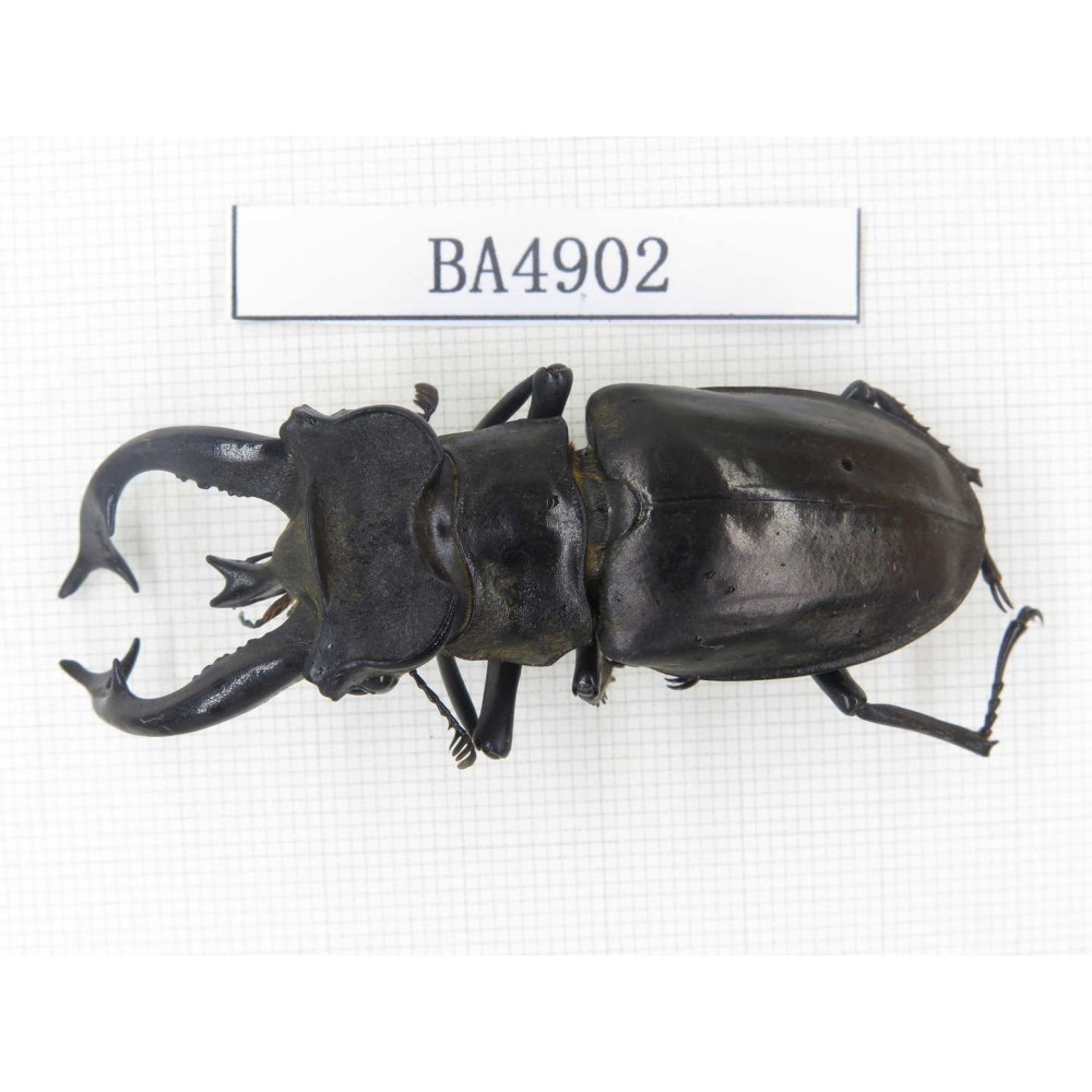 Lucanus tibetanus ssp. Myanmar, Kechin, Nanse. 1M. BA4902.