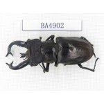 Lucanus tibetanus ssp. Myanmar, Kechin, Nanse. 1M. BA4902.