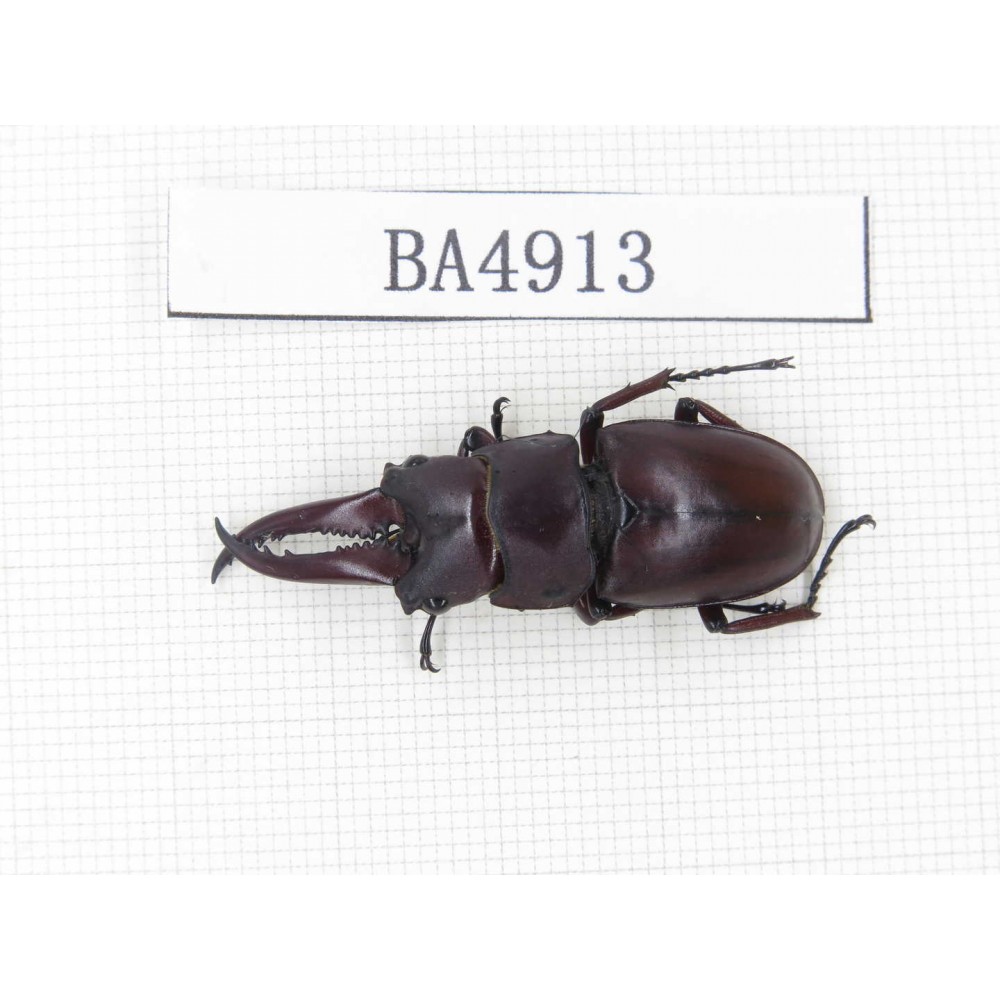 Prosopocoilus sp.  Myanmar, Kechin, Nanse. 1M. BA4913.