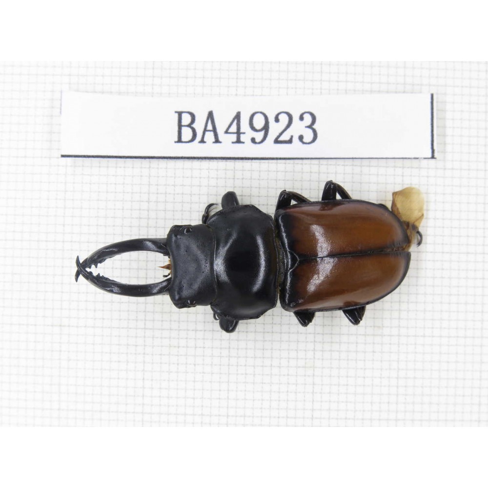 Dorcus sp. Myanmar, Kechin, Nanse. 1M. BA4923.